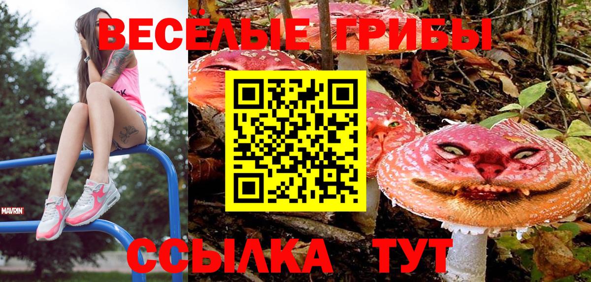 Псилоцибиновые грибы Psilocybine cubensis Вышний Волочёк