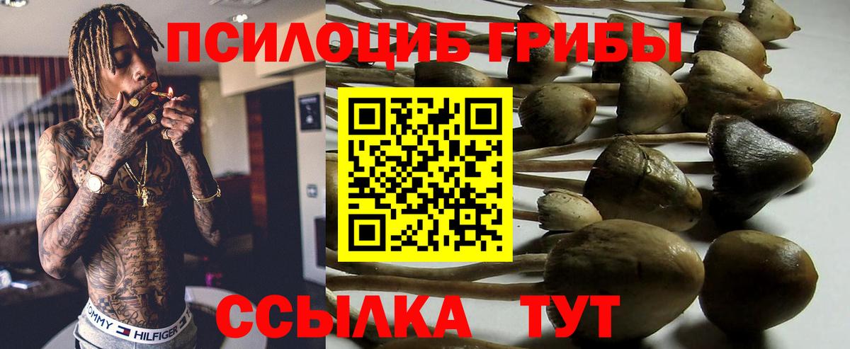 Галлюциногенные грибы GOLDEN TEACHER  продажа наркотиков  Вход с VPN  Вышний Волочёк  Галлюциногенные грибы Psilocybine cubensis 